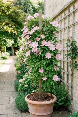 Clematis 'Hagley Hybrid' opstammet