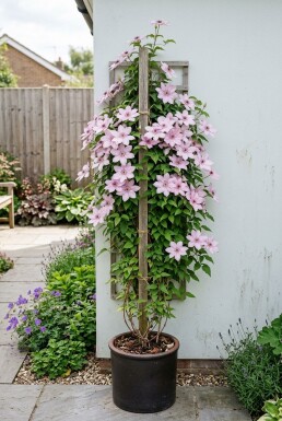 Clematis 'Hagley Hybrid' opstammet