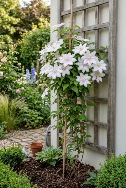 Clematis 'Jan Pawel II' opstammet