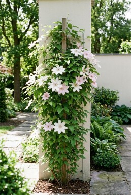 Clematis 'Jan Pawel II' opstammet