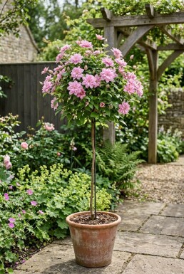 Clematis 'Joe' Stav