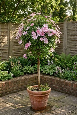 Clematis 'Joe' Stav