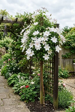 Clematis 'Kathleen Dunford' opstammet