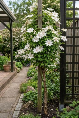 Clematis 'Kathleen Dunford' opstammet