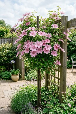 Clematis 'Margaret Hunt' Stamme
