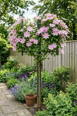 Clematis 'Margaret Hunt' Stamme