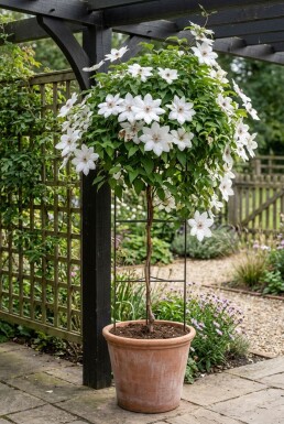 Clematis 'Miss Bateman' opstammet