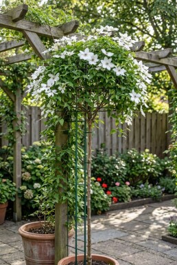 Clematis 'Miss Bateman' opstammet