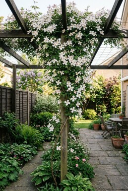 Clematis montana opstammet
