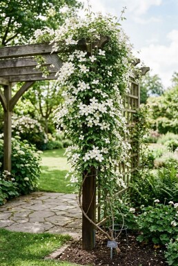 Clematis montana alba opstammet