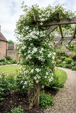 Clematis montana alba opstammet