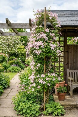 Clematis montana 'Elizabeth' opstammet