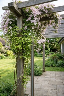 Clematis montana 'Fragrant Spring' opstammet