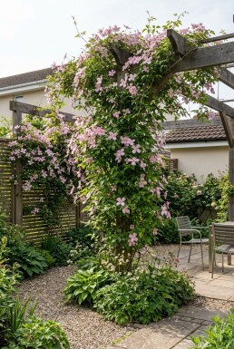 Clematis montana 'Freda' opstammet