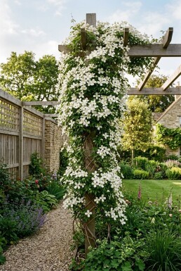 Clematis montana grandiflora opstammet
