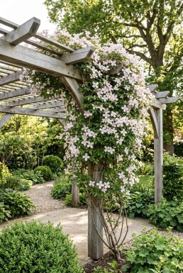 Clematis montana 'Marjorie' opstammet