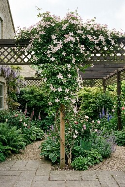 Clematis montana 'Marjorie' opstammet