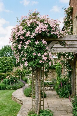 Clematis montana 'Pink Perfection' opstammet
