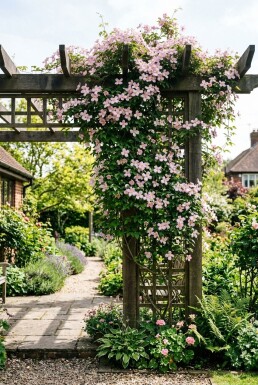 Clematis montana 'Pink Perfection' opstammet