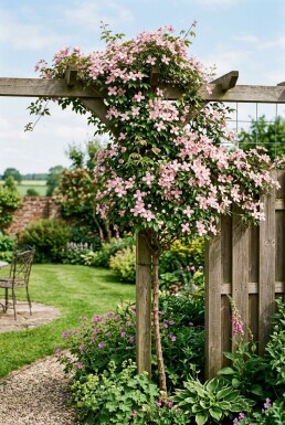 Clematis montana rubens opstammet