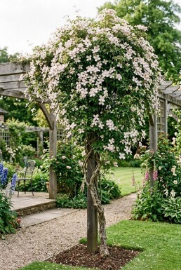 Clematis montana 'Superba' opstammet
