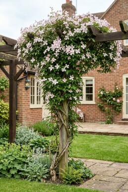 Clematis montana 'Superba' opstammet
