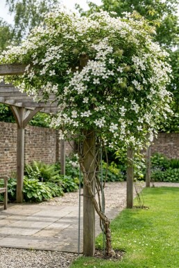 Clematis montana wilsonii opstammet