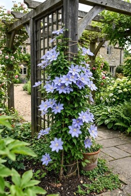 Clematis 'Mrs Cholmondeley' opstammet