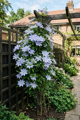 Clematis 'Mrs Cholmondeley' opstammet
