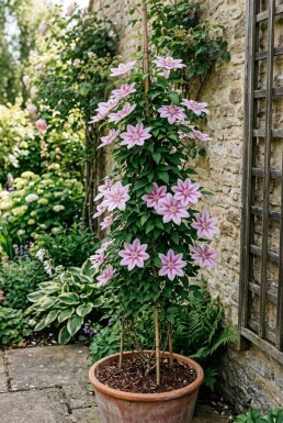 Clematis 'Nelly Moser' opstammet