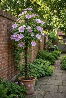 Clematis 'Nelly Moser' opstammet