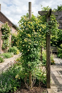 Clematis orientalis opstammet