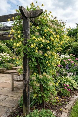 Clematis orientalis opstammet