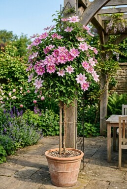 Clematis 'Piilu' opstammet
