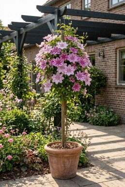 Clematis 'Piilu' opstammet