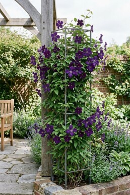 Clematis 'Polish Spirit' opstammet