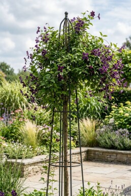 Clematis 'Polish Spirit' opstammet