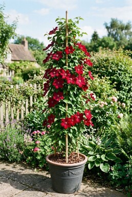 Clematis 'Rouge Cardinal' opstammet