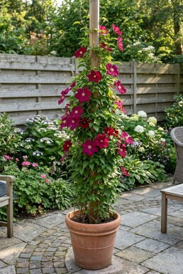 Clematis 'Rouge Cardinal' opstammet
