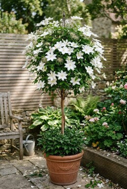 Clematis 'Shirayukihime' opstammet