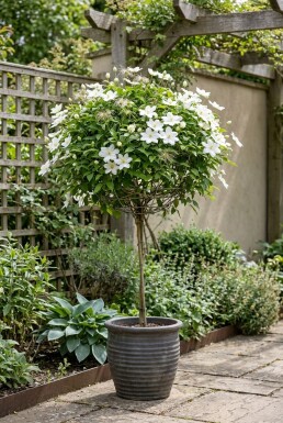 Clematis 'Shirayukihime' opstammet