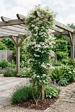 Clematis spooneri opstammet