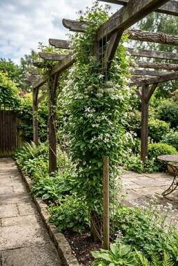 Clematis spooneri opstammet