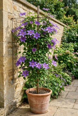 Clematis 'Star of India' opstammet