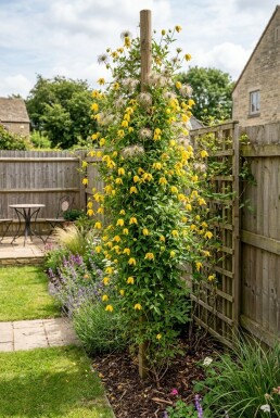 Clematis tangutica opstammet