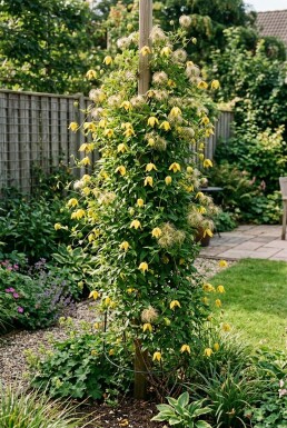 Clematis tangutica opstammet