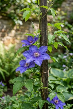 Clematis 'The President' med opstammet