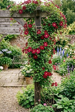 Clematis 'Ville de Lyon' på opstammet