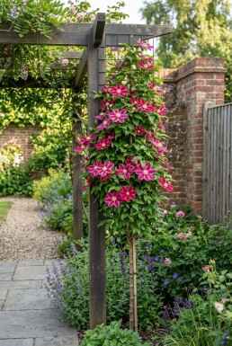 Clematis 'Ville de Lyon' på opstammet