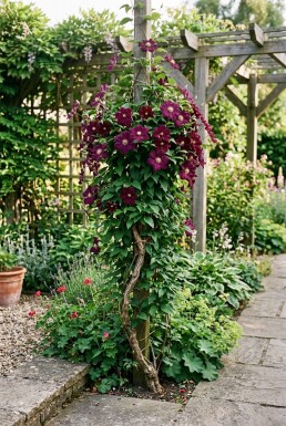 Clematis 'Warszawska Nike' opstammet